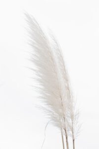 our-experience Minimalist close-up of pampas grass with a bright white background, showcasing elegant natural textures.